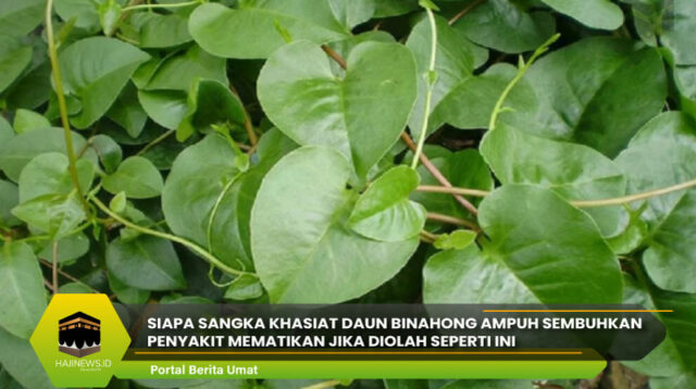 Khasiat Daun Binahong