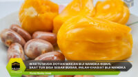 Inilah Khasiat Biji Nangka