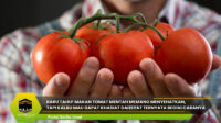 Makan Tomat Mentah Menyehatkan
