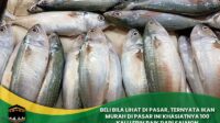 makan Ikan kembung