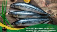 Ikan yang Paling Sehat