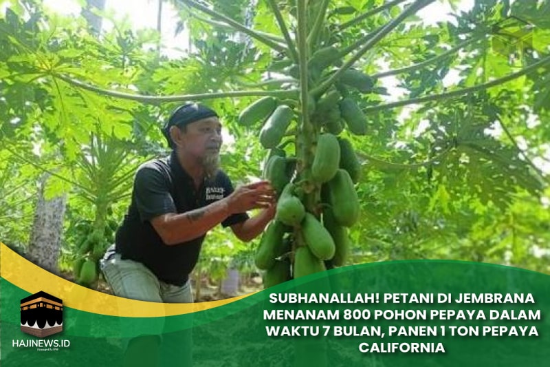 Petani di Jembrana Menanam 800 Pohon