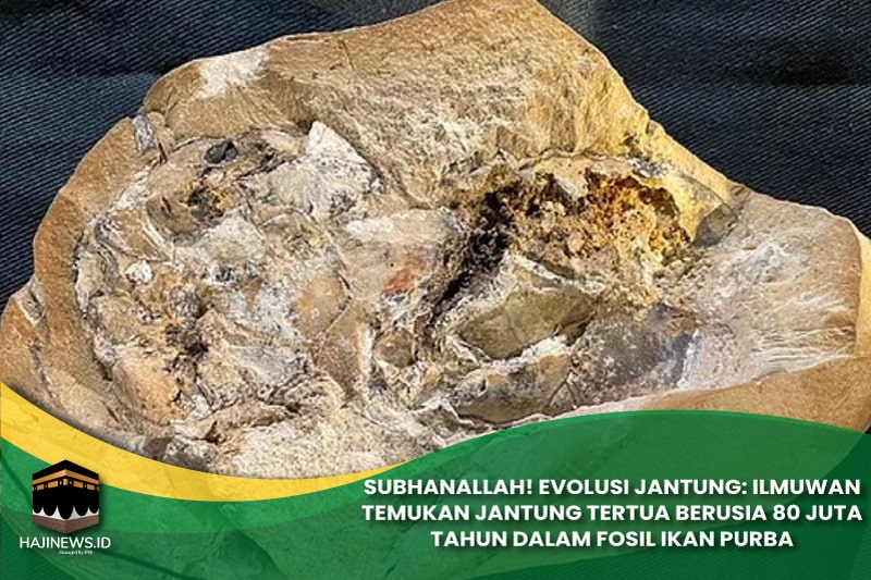 Jantung Tertua Berusia 80 Juta Tahun