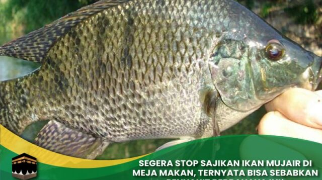 Stop Sajikan Ikan Mujair