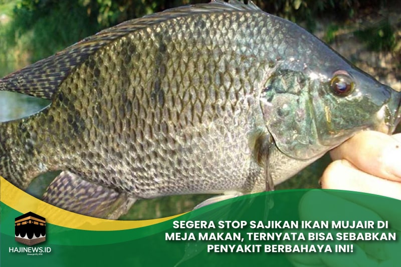 Stop Sajikan Ikan Mujair