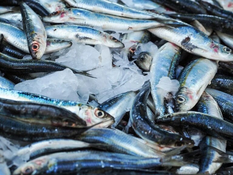 Ikan yang Baik Bagi Penderita Diabetes