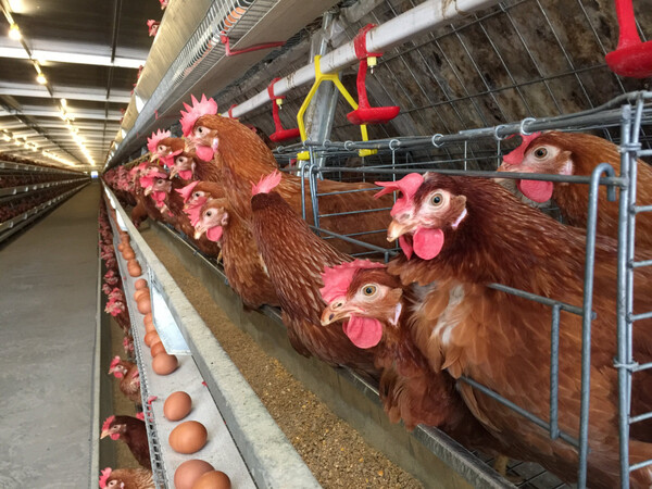 5 Tips Beternak Ayam di Rumah Tanpa Bau
