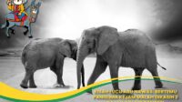 Bertemu Panglima Kejam Malah Dikasih 2 Gajah
