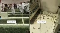 Jutaan Jangkrik Serang Masjidil Haram