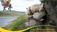 Abu Nawas Bisa Hitung Jumlah Bulu Domba