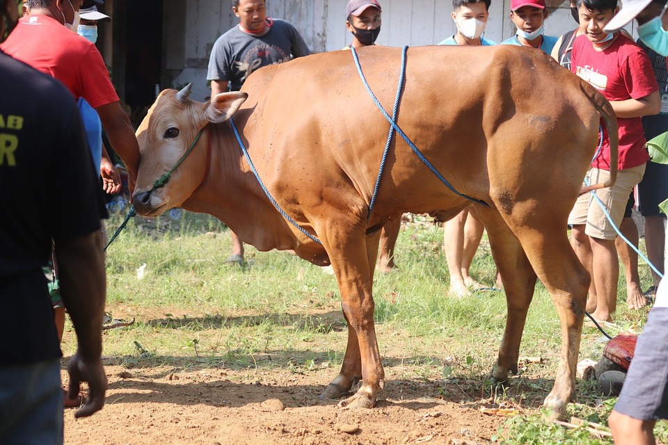 Kurban Kambing atau Sapi?