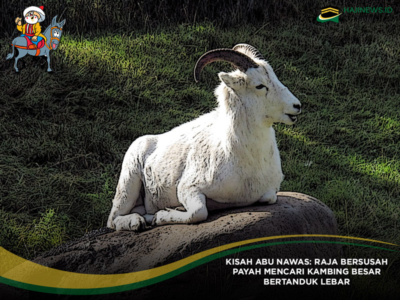 Raja Mencari Kambing Besar Bertanduk Lebar