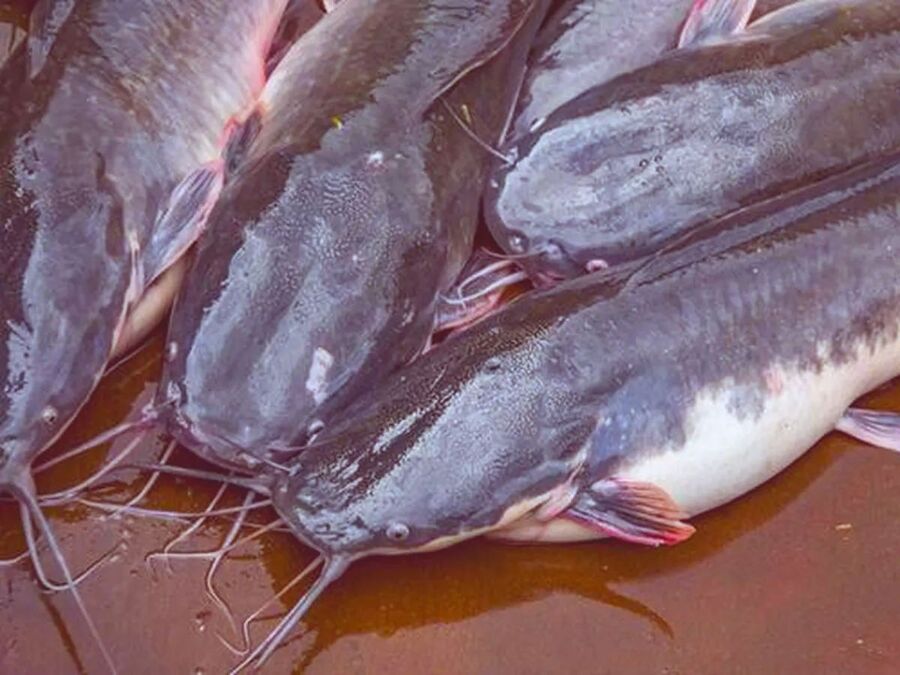 Makan Ikan Lele Bisa Sebabkan Hipertiroidisme