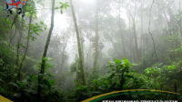 Abu Nawas Tersesat di Hutan