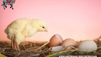 Beri Pertanyaan Duluan Telur atau Ayam?