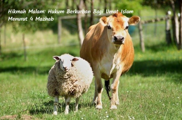 Hukum Berkurban Bagi Umat Islam