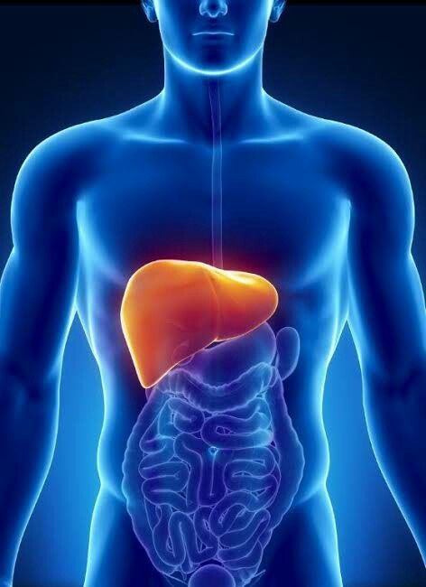 Pentingnya Menjaga Kesehatan Liver